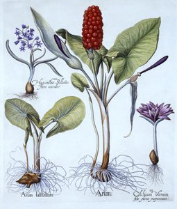 Cuckoo Pint, Açafrão-da-Primavera, Star Hyacinth, de Hortus Eystettensis, de Basil Besler (1561-1629), pub. 1613 (gravura colorida à mão) de German School