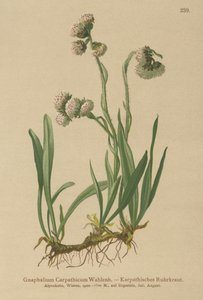 Cudweed (Gnaphalium Carpathicum) de German School