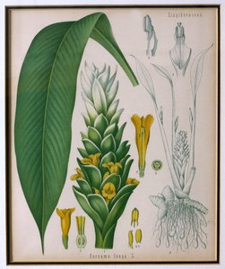 Cúrcuma longa (açafrão) de plantas medicinais de Kohlers por Franz Eugen Kohler de German School