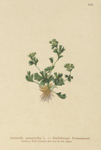 Cortar Leaved Ladys Mantle (Alchemilla pentaphyllea) de German School