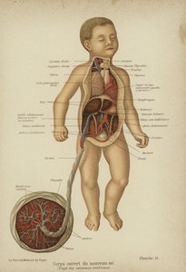 Diagrama de corte mostrando os órgãos internos de um recém-nascido e seu cordão umbilical (cor litho) de German School