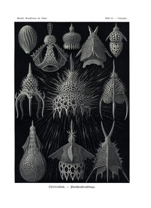 Cyrtoid, 1899-1904 de German School