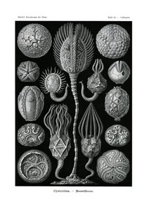 Cystoidea, 1899-1904 de German School