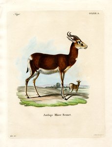 Dama Gazelle (gravação a cores) de German School