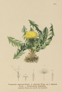 Dente de Leão (Taraxacum nigricans, Taraxacum officinale var. Alpinum) de German School