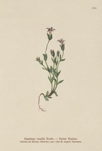Dinamarquesa Genciana Anã (Gentiana tenella, Gentianella tenella, Comastoma tenellum) de German School