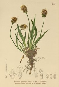 Banana-da-terra escura (Plantago atrata, Plantago montana) de German School
