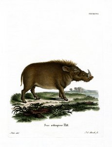 Desert Warthog (gravura colorida) de German School