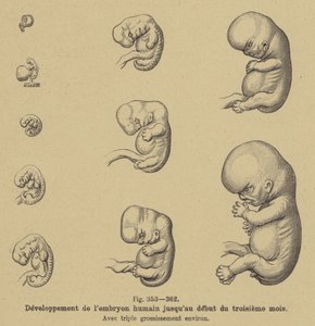 Desenvolvimento do embrião humano nos primeiros três meses de gravidez de German School