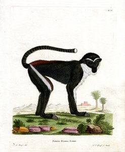 Diana Monkey (gravação a cores) de German School