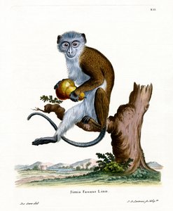 Diana Monkey (gravação a cores) de German School