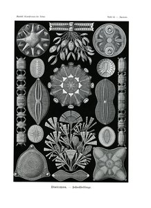 Diatomea, 1899-1904 de German School