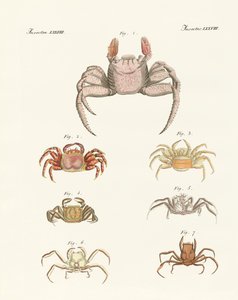 Diferentes tipos de caranguejos de German School