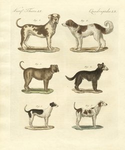 Diferentes tipos de cães de German School