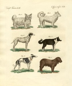 Diferentes tipos de cães de German School