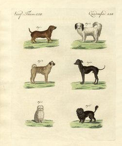 Diferentes tipos de cães de German School