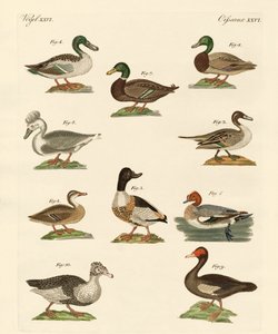 Diferentes tipos de patos de German School