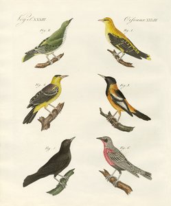 Diferentes tipos de oriole dourado de German School