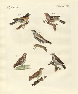 Diferentes tipos de cotovias (gravura colorida) de German School