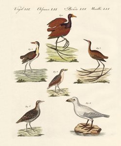 Diferentes tipos de aves de pântano de German School
