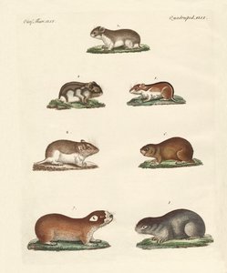 Diferentes tipos de ratos de German School