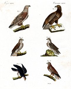 Diferentes tipos de aves de rapina de German School