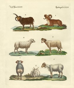 Diferentes tipos de ovelhas