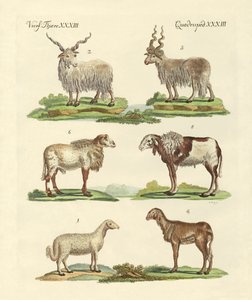 Diferentes tipos de ovelhas