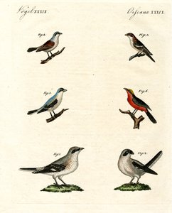 Diferentes tipos de picanços de German School