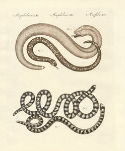 Diferentes tipos de cobra (gravura colorida) de German School