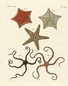 Diferentes tipos de estrelas do mar de German School