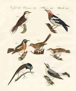 Diferentes tipos de warbler de German School