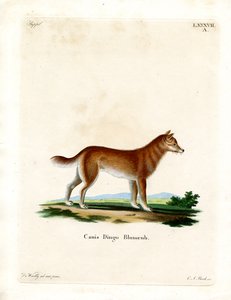 Dingo (gravação a cores) de German School