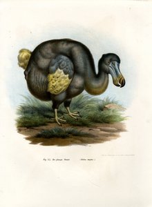Dodo, 1864 de German School