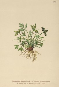 Spleenwort de dolomita (Asplenium Seelosii) de German School