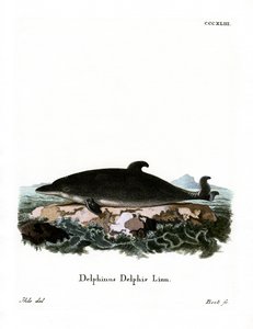 Golfinho (gravura colorida) de German School