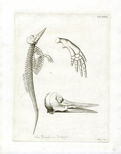 Dolphin Skeleton (gravura colorida) de German School
