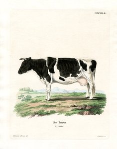 Gado doméstico (gravura a cores) de German School