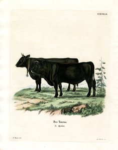 Gado doméstico (gravura a cores) de German School