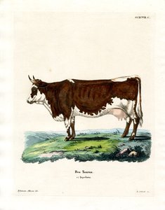 Gado doméstico (gravura a cores) de German School