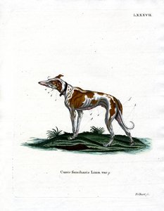 Domestic Dog (gravação a cores) de German School