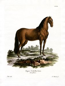 Cavalo doméstico (gravura a cores) de German School