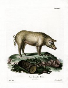 Porco Doméstico (gravação a cores) de German School