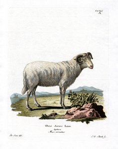 Ovinos domésticos (gravura a cores) de German School