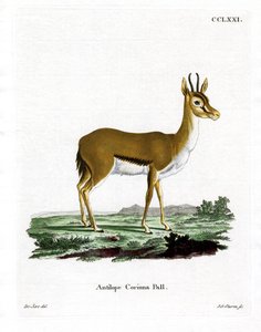 Dorcas Gazelle (gravação a cores) de German School
