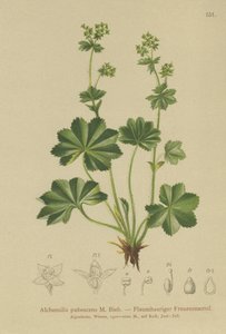 Manto Ladys Downy (Alchemilla pubescens, Alchemilla glaucescens,) de German School