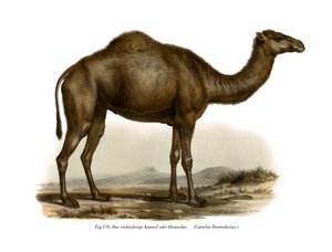 Dromedário, 1860 de German School