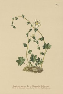 Drooping Saxifrage (Saxifraga cernua) (cor litho) de German School