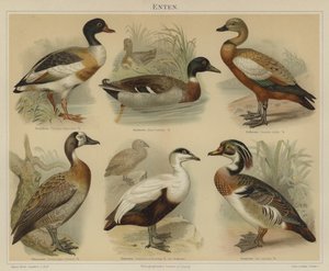 Patos (cor litho) de German School