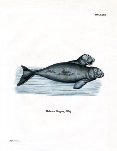 Dugong (gravação a cores) de German School